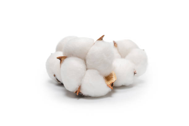 istock Cotton flower branch isolated on white background. 1317455302