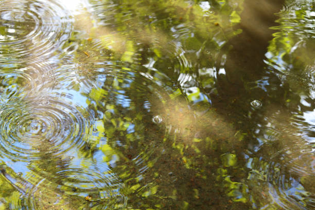 istock Waves from a rain on puddle with reflecting of green trees and blue sky. 1317456592