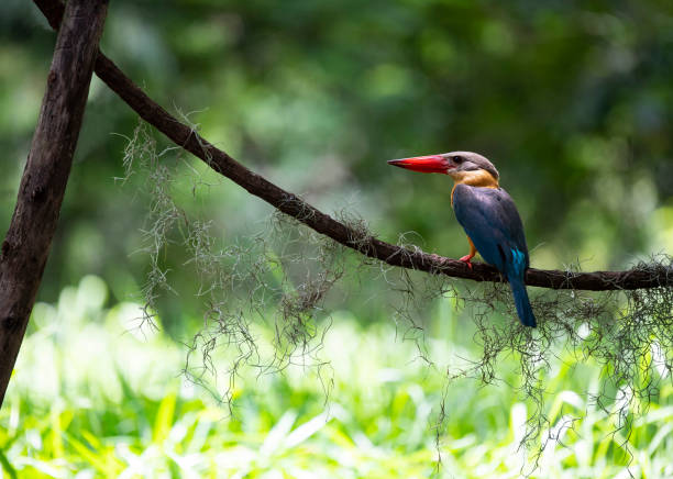 istock Stork - billed kingfisher 1317456745