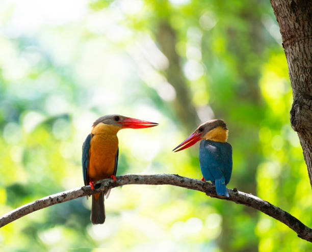 istock Stork - billed kingfisher 1317456769