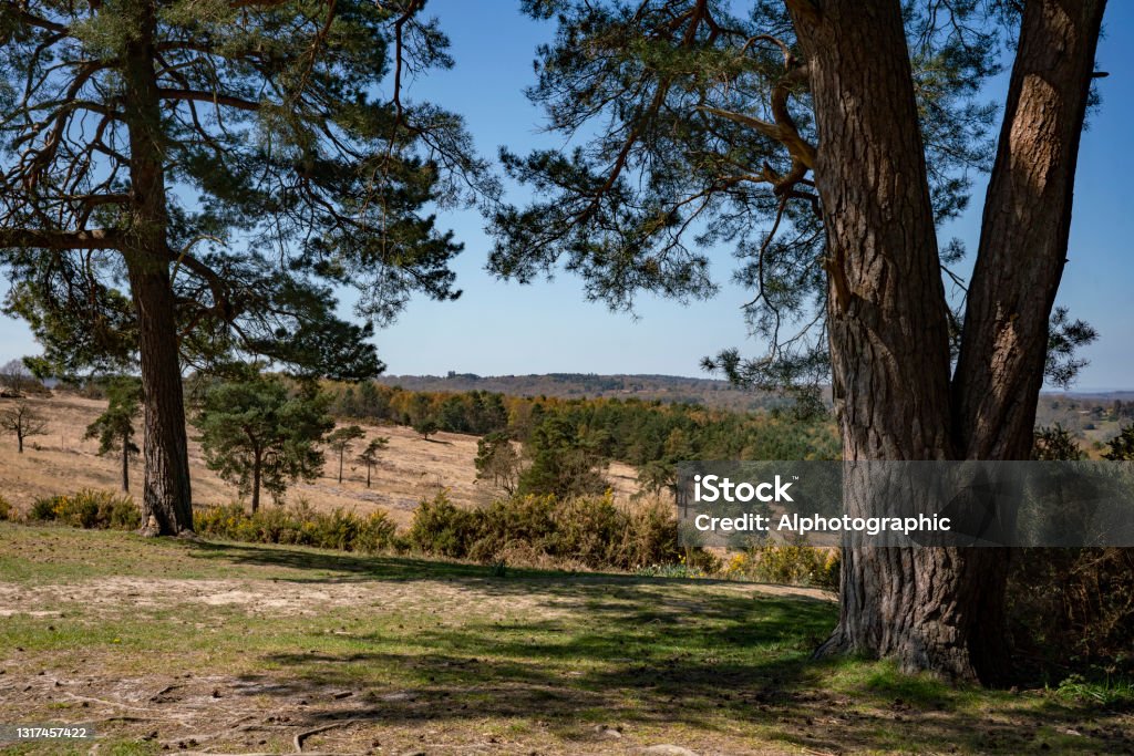 Ashdown Forest Ashdown Forest, East Sussex, England, UK, is the inspiration for the 'Winnie the Pooh' stories by AA Milne and is known as 'The Hundred Acre Wood' in the stories. 2021 Stock Photo