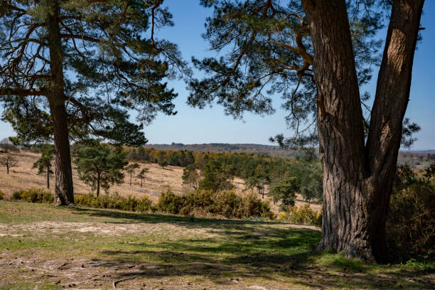 Ashdown Forest Ashdown Forest, East Sussex, England, UK, is the inspiration for the 'Winnie the Pooh' stories by AA Milne and is known as 'The Hundred Acre Wood' in the stories. a.a. milne photos stock pictures, royalty-free photos & images