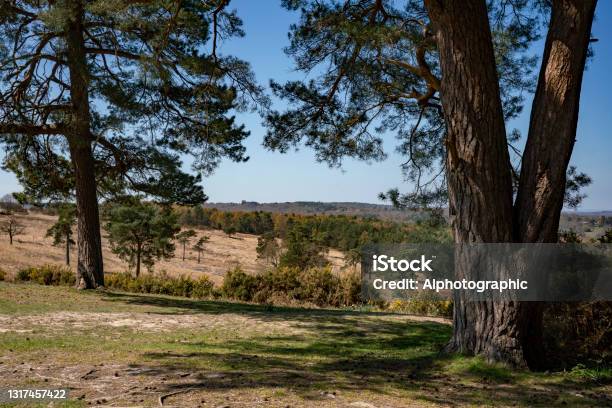 Ashdown Forest Stock Photo - Download Image Now - 2021, A.A. Milne, Animal