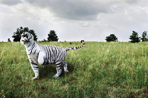 White tiger in the field.