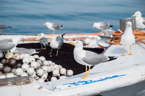 Seagulls on a fishing boat.