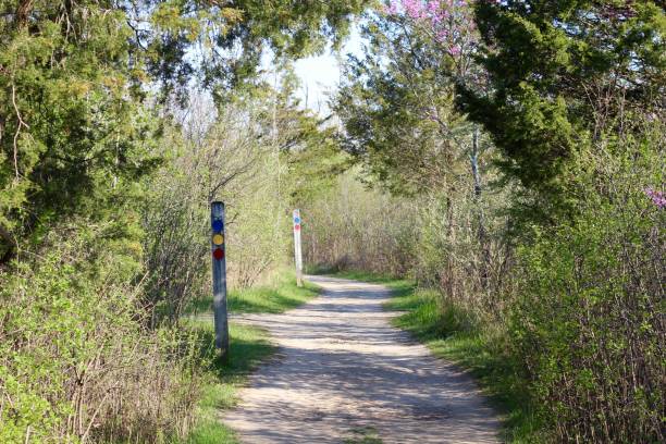 istock Trail in the Woods 1317459324