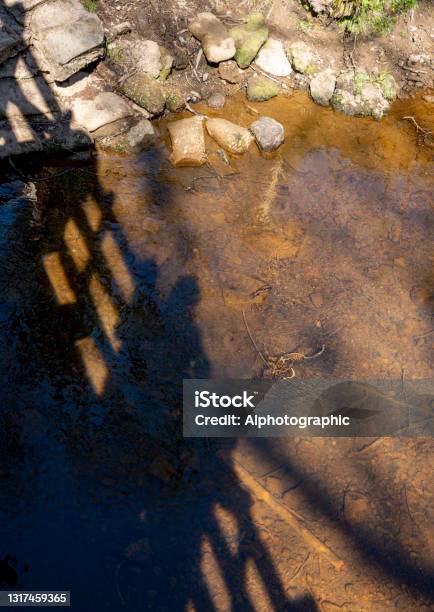 River Closeup Stock Photo - Download Image Now - 2021, A.A. Milne, Animal