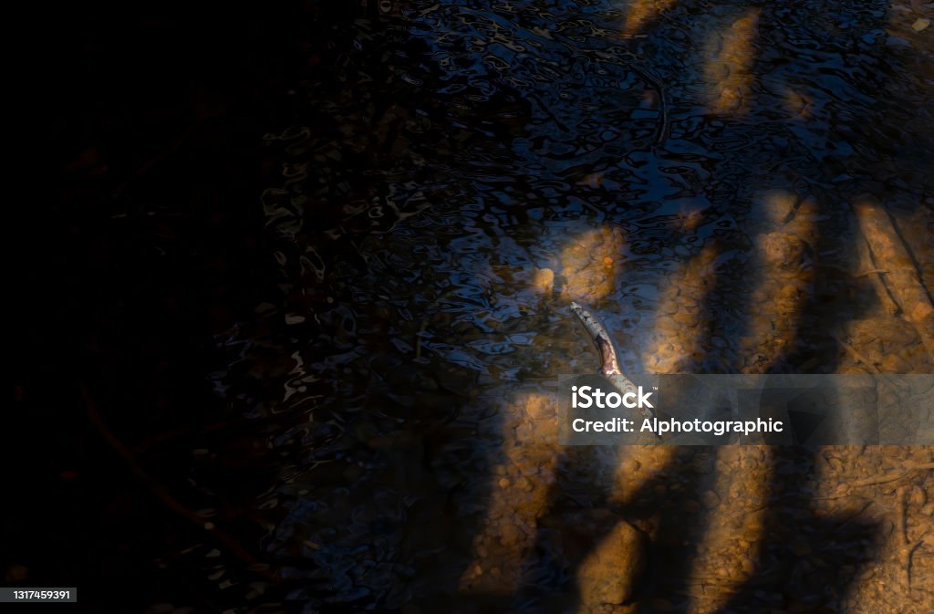 River close-up Pooh Sticks Stock Photo