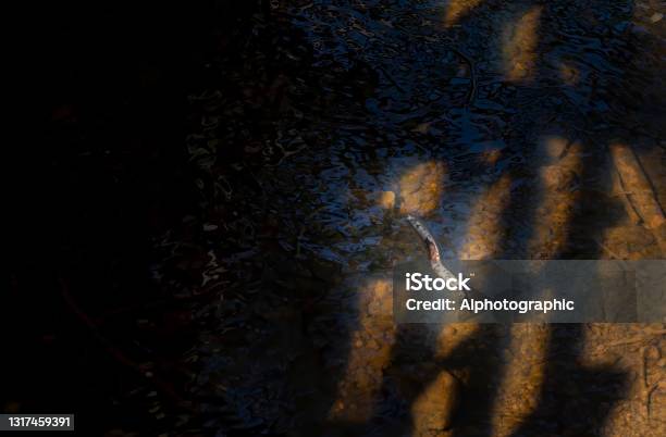 River Closeup Stock Photo - Download Image Now - Pooh Sticks, 2021, A.A. Milne