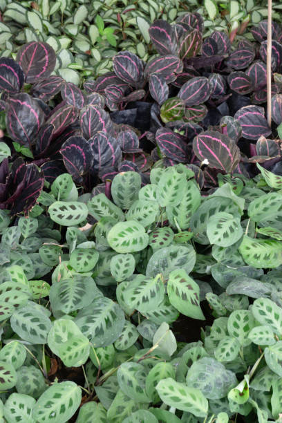 istock Chilled out at outdoors plant market 1317461563