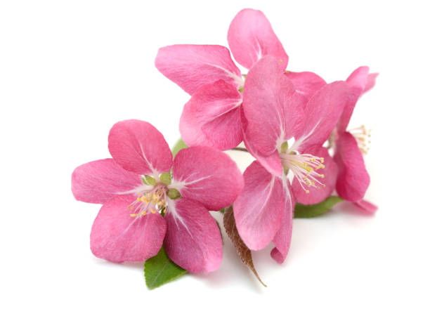 istock Bundle of pink cherry blooms on white 1317461733