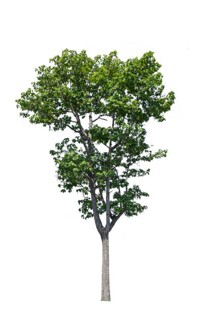 istock A tree with beautiful fresh green leaves on a white background to use for advertising design and architecture. 1317461783