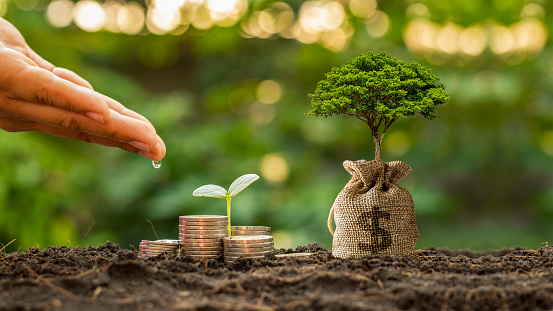 Hands are watering plants growing on piles of money and savings bags growing out of the soil in the morning sun, business investment ideas and financial growth.
