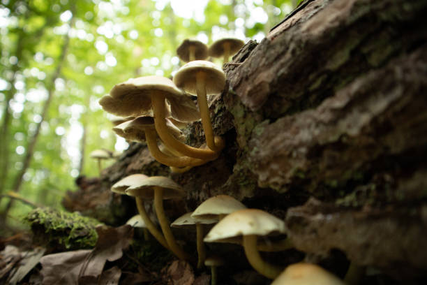 istock Mushrooms growing on a dead, rotten tree stump in forest. 1317462147