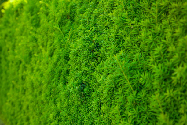 istock green hedge background with green leaves. Nature background. 1317462289