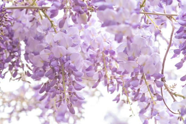 istock Beautiful Wisteria 1317462810
