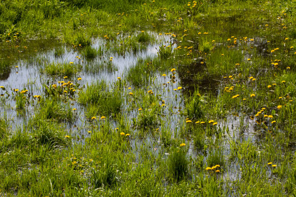 Marsh marigold flowers by a stream