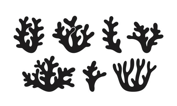 ilustrações de stock, clip art, desenhos animados e ícones de coral logo. isolated coral on white background. set - bottom sea