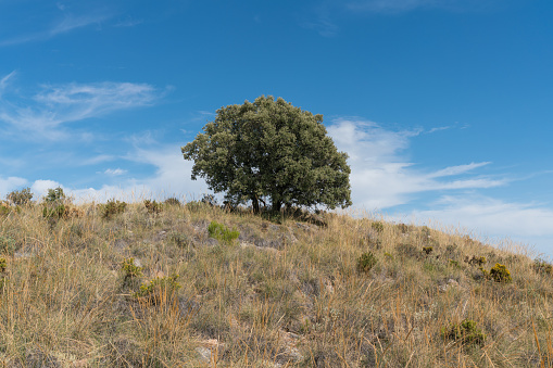 an oak tree on the mountain in southern Spain, there are bushes and dry grass, the sky has clouds