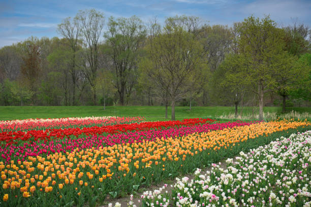 istock Tulip field in full bloom 1317463430