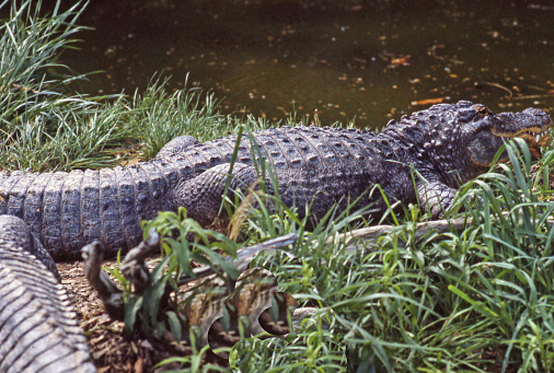 a pair of crocodiles in a swamp