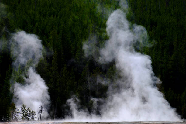 Steam rising from hot springs and geysers in Yellowstone National Park with pine forest in background Steam rising from hot springs and geysers in Yellowstone National Park with pine forest in background upper geyser basin stock pictures, royalty-free photos & images