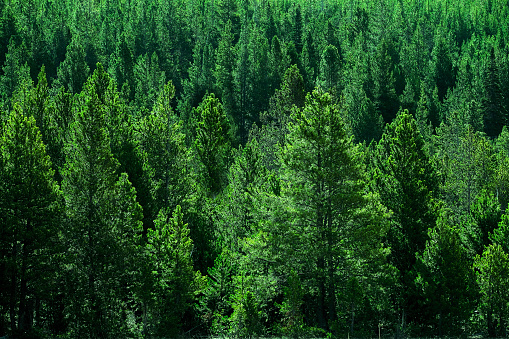 Forest of pine trees green wooded wilderness lush green