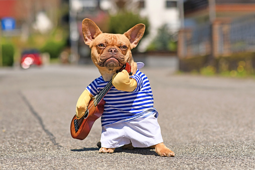 Perro Bulldog francés vestido con traje de músico perfomer callejero con camisa a rayas y brazos falsos sosteniendo una guitarra de juguete photo