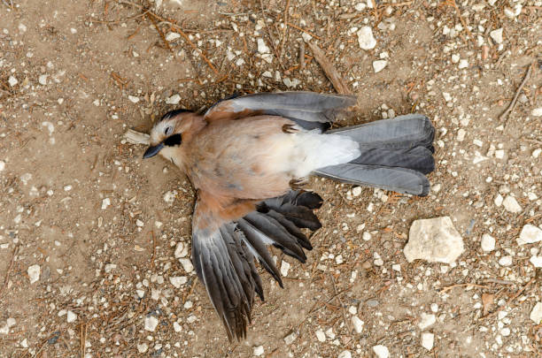 Dead bird