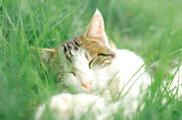 istock portrait of a sleeping cat lying in green grass 1317466716