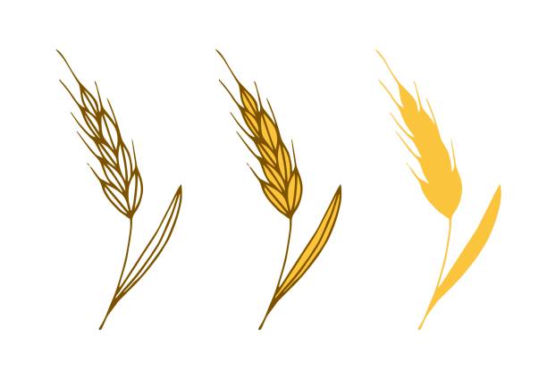 ilustrações, clipart, desenhos animados e ícones de desenho vetorial de cores simples, definido. orelha dourada de trigo, produtos de cereais. colheita de fazenda, produtos de farinha, assados, padaria caseira. para impressões de etiqueta, embalagem. - wheat ears