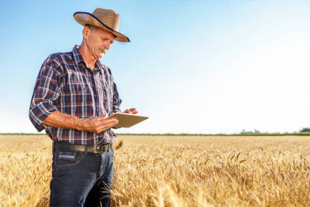 istock Farmer using digital tablet while standing in the field of wheat 1317467594