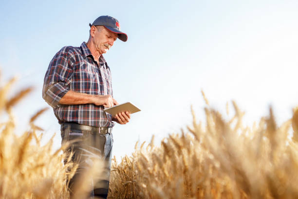 istock Senior farmer standing in the field and using digital tablet 1317467831