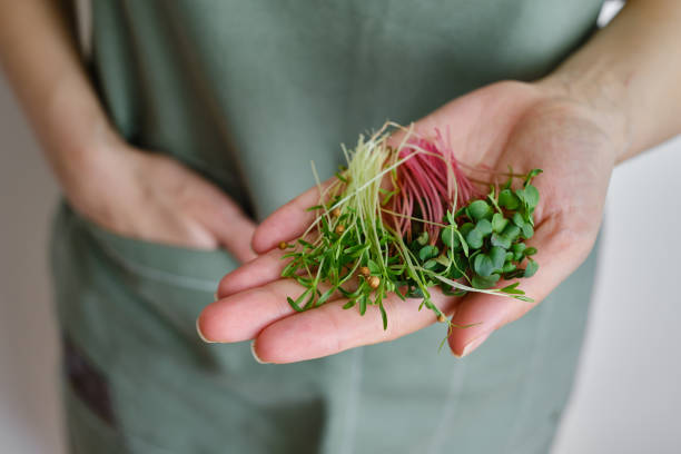 Organic microgreen sprouts close-up in the hands of a girl. Woman in apron holds fresh greens. Concept of healthy eating. Diet, vegan lifestyle. Natural ecological bio food. Raw sprouts stock photo