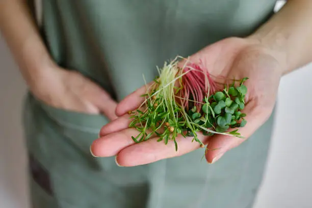 Organic microgreen sprouts close-up in the hands of a girl. Woman in apron holds fresh greens. Concept of healthy eating. Diet, vegan lifestyle. Natural ecological bio food. Raw sprouts