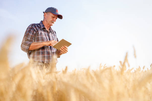 istock Serious farmer standing in the field and using digital tablet 1317467935