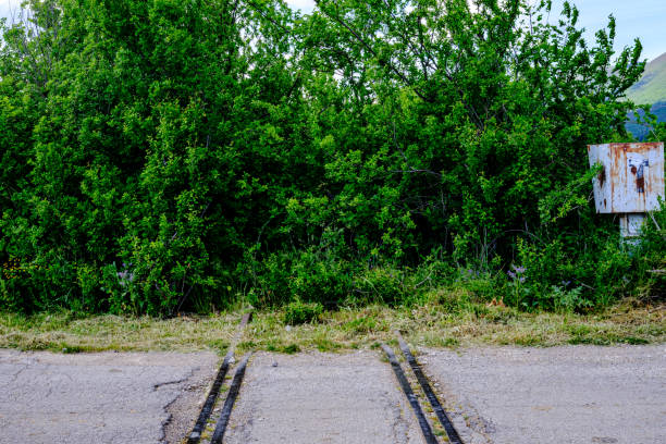 dead tracks end up in the forest of green plants