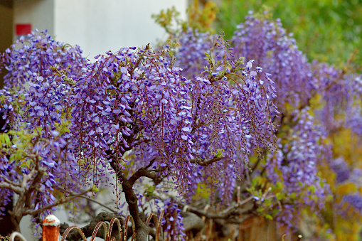 Wisteria is very graceful and attractive plant for spring season, with fragrant, violet-blue or lavender blooms in mid- to late spring. Its long racemes of flowers drape down from soft green heads of foliage. In addition to violet-blue or lavender, blooms can be pinkish or white color.