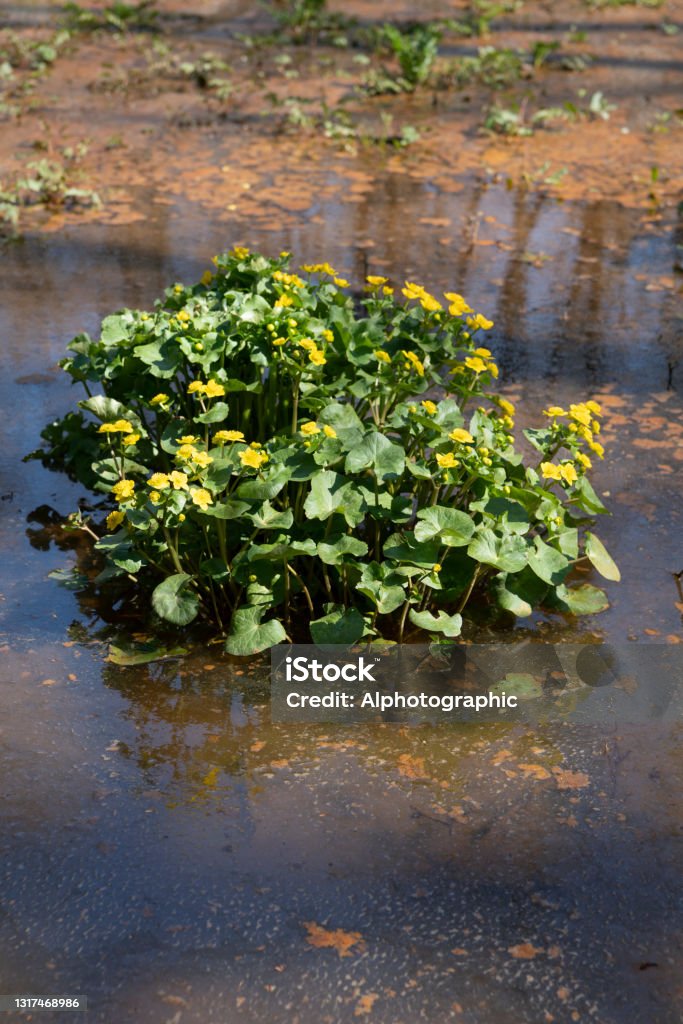 Marsh marigolds in Ashdown Forest Ashdown Forest, East Sussex, England, UK, is the inspiration for the 'Winnie the Pooh' stories by AA Milne and is known as 'The Hundred Acre Wood' in the stories.   These are marsh marigolds in a wetland beside 'Pooh Bridge' in springtime. 2021 Stock Photo