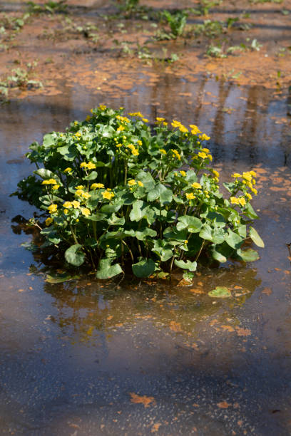 Marsh marigolds in Ashdown Forest Ashdown Forest, East Sussex, England, UK, is the inspiration for the 'Winnie the Pooh' stories by AA Milne and is known as 'The Hundred Acre Wood' in the stories.   These are marsh marigolds in a wetland beside 'Pooh Bridge' in springtime. a.a. milne stock pictures, royalty-free photos & images