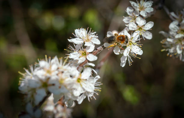 Apple blossom and honey bee Apple blossom and honey bee. ashdown forest photos stock pictures, royalty-free photos & images