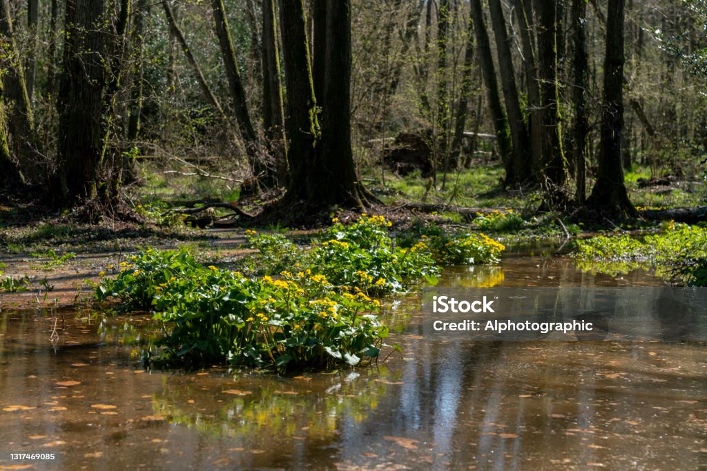 Marsh marigolds in Ashdown Forest Ashdown Forest, East Sussex, England, UK, is the inspiration for the 'Winnie the Pooh' stories by AA Milne and is known as 'The Hundred Acre Wood' in the stories.   These are marsh marigolds in a wetland beside 'Pooh Bridge' in springtime. 2021 Stock Photo