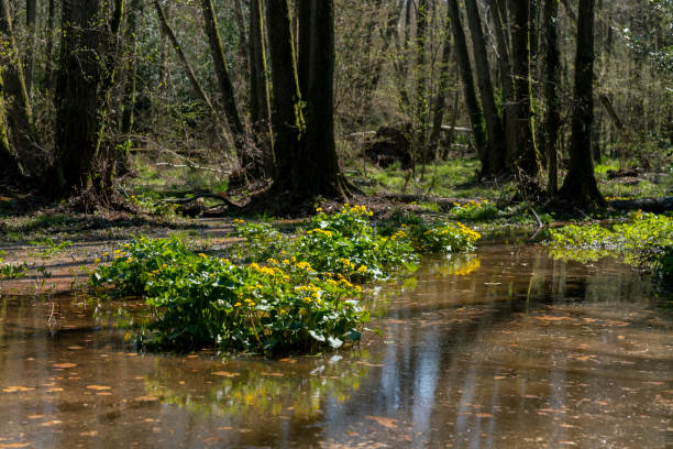 Marsh marigolds in Ashdown Forest Ashdown Forest, East Sussex, England, UK, is the inspiration for the 'Winnie the Pooh' stories by AA Milne and is known as 'The Hundred Acre Wood' in the stories.   These are marsh marigolds in a wetland beside 'Pooh Bridge' in springtime. christopher robin milne stock pictures, royalty-free photos & images