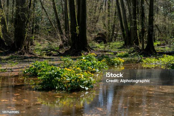 Marsh Marigolds In Ashdown Forest Stock Photo - Download Image Now - 2021, A.A. Milne, Animal