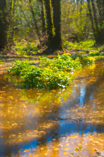 Marsh marigolds in Ashdown Forest Ashdown Forest, East Sussex, England, UK, is the inspiration for the 'Winnie the Pooh' stories by AA Milne and is known as 'The Hundred Acre Wood' in the stories.   These are marsh marigolds in a wetland beside 'Pooh Bridge' in springtime. a.a. milne stock pictures, royalty-free photos & images