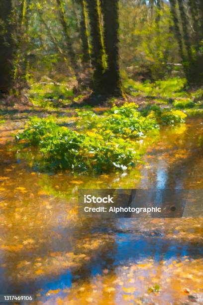 Marsh Marigolds In Ashdown Forest Stock Photo - Download Image Now - A.A. Milne, Animal, April