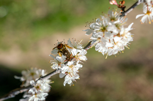Apple blossom and honey bee.