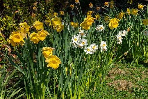 Daffodils and Narcissus on a sunny spring day in England.