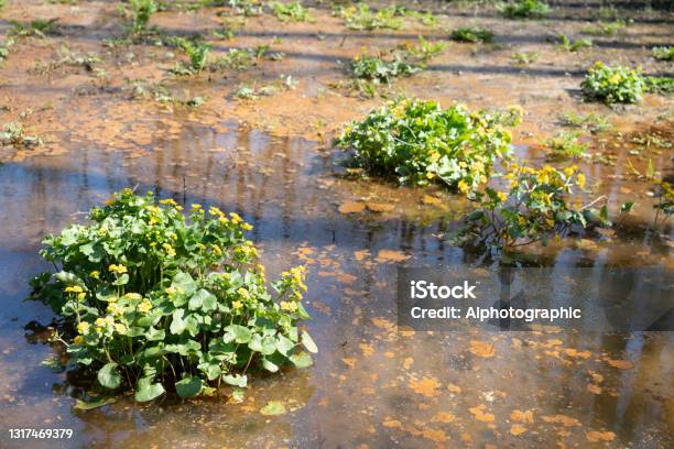 Marsh Marigolds In Ashdown Forest Stock Photo - Download Image Now - 2021, A.A. Milne, Animal