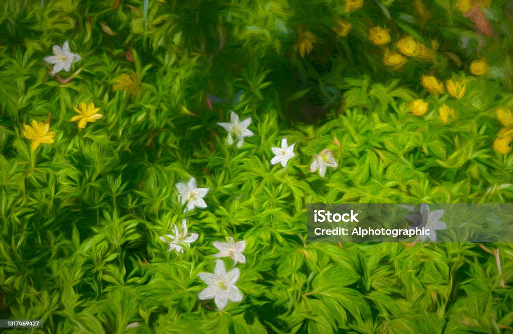 Wood anemone in Ashdown Forest Ashdown Forest, East Sussex, England, UK, is the inspiration for the 'Winnie the Pooh' stories by AA Milne and is known as 'The Hundred Acre Wood' in the stories.   These are wood anemone in springtime. 2021 Stock Photo